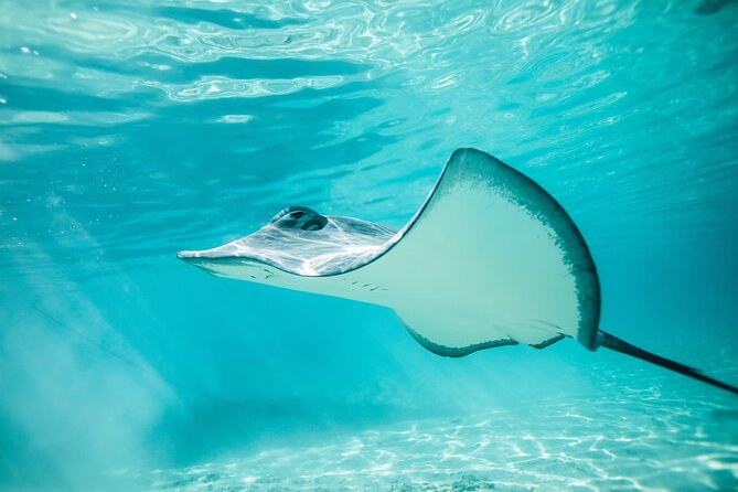 Lagoon Tour in Moorea in Small Group with Lunch - The Ray and Shark Sandbar Starts the Wildlife Search