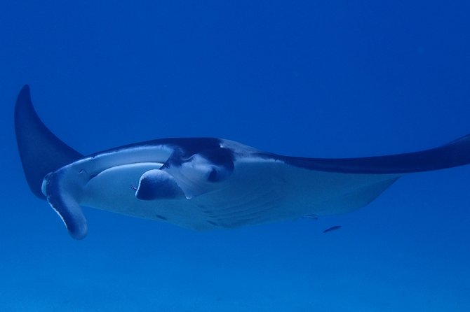 Luxury Full Day Snorkeling - A private boat makes the day easier to shape