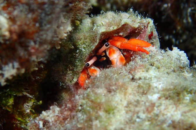 Luxury Full Day Snorkeling - Coral gardens and open water call for different skills