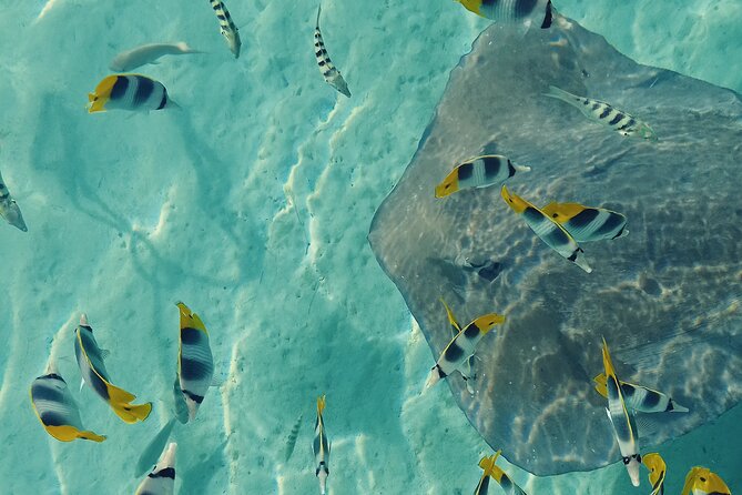 Mo'orea Half Day Private Tour with Snorkeling and Cruising the Lagoon - The Turtle Stop Starts the Morning