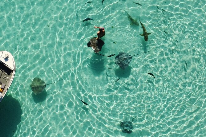 Mo'orea Half Day Private Tour with Snorkeling and Cruising the Lagoon - Sharks and Rays at the Famous Lagoon Spot