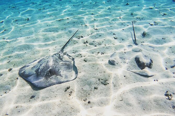 Mo'orea Half Day Private Tour with Snorkeling and Cruising the Lagoon - Fish and Stingrays at the Second Stop
