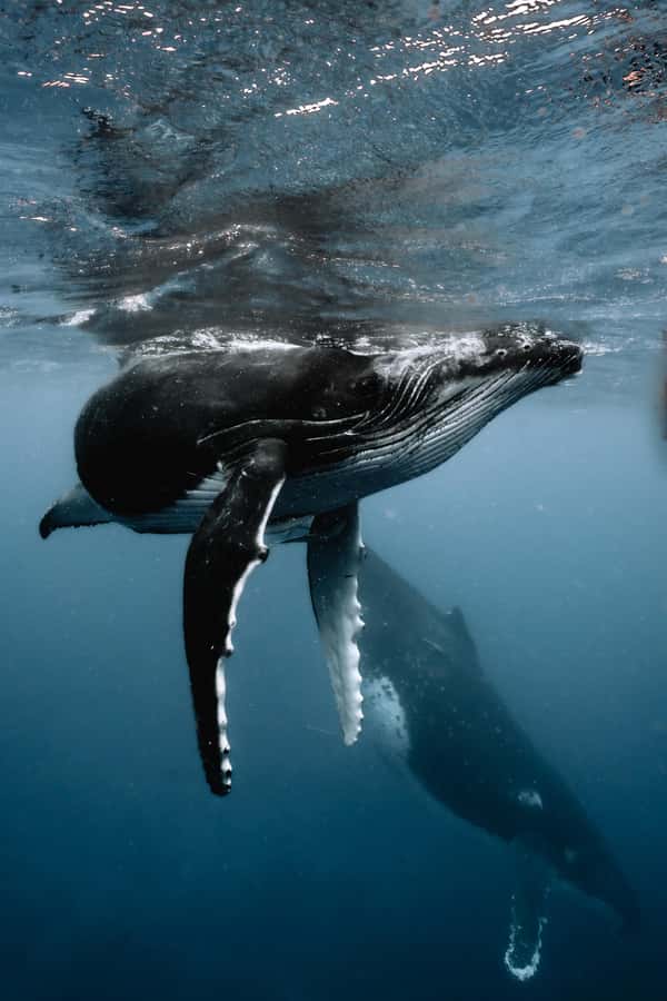 Moorea 4H Shared Boat Tour Whale Swimming and Snorkeling - Finding Humpback Whales Between August and November
