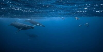 Moorea 4H Shared Boat Tour Whale Swimming and Snorkeling
