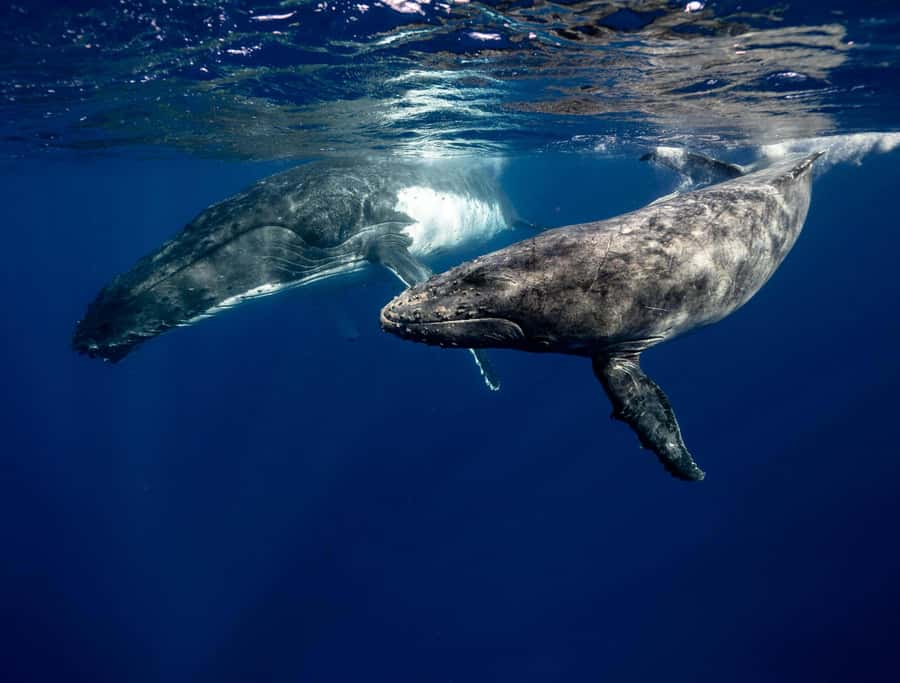 Moorea 4H Shared Boat Tour Whale Swimming and Snorkeling - Pickup Points Around Moorea