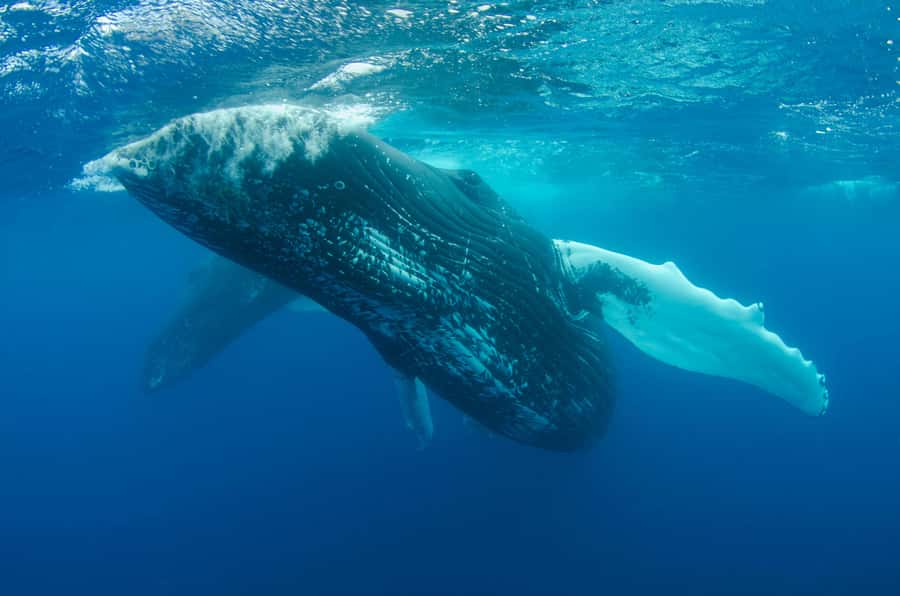 Moorea 4H Shared Boat Tour Whale Swimming and Snorkeling - Why the Small Group Size Matters