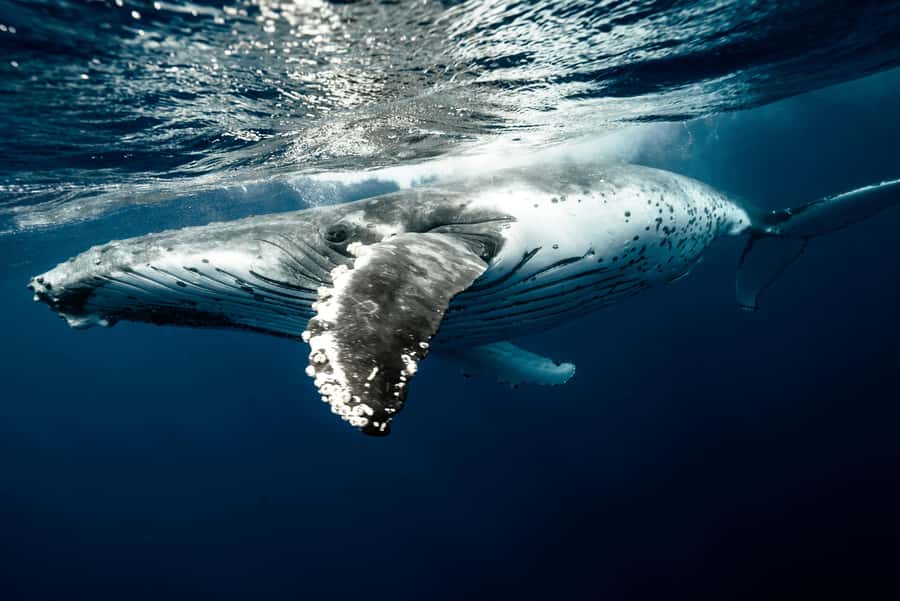 Moorea 4H Shared Boat Tour Whale Swimming and Snorkeling - Communication, Safety, and Guide Quality
