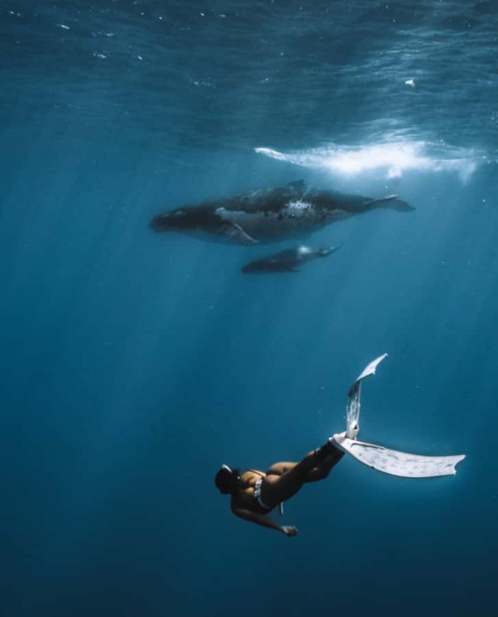 Moorea 4H Shared Boat Tour Whale Swimming and Snorkeling - What to Pack for the Four Hours