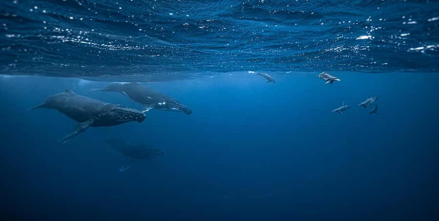 Moorea 4H Shared Boat Tour Whale Swimming and Snorkeling - What the Whale Swim Feels Like in Practice