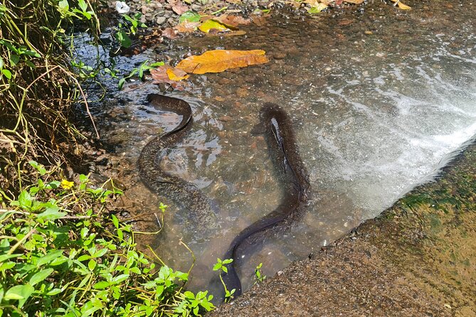 Moorea Aito 4WD Safari Tour - Half day - What the guide can add to the morning