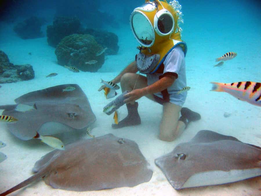 Moorea: Aquablue Helmet Underwater Walking Experience - Fish, coral heads, and Moorea’s stingrays