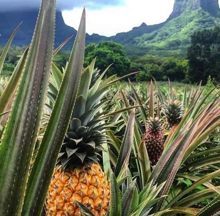 Moorea Cruise Ships: 4x4, Belvedere,Magic Mountain pineaple - Why this 4x4 is a smart Moorea shore excursion