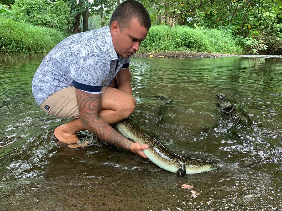 Moorea Cruise Ships: 4x4, Belvedere,Magic Mountain pineaple - Freshwater eels, rivers, and a glimpse of island life