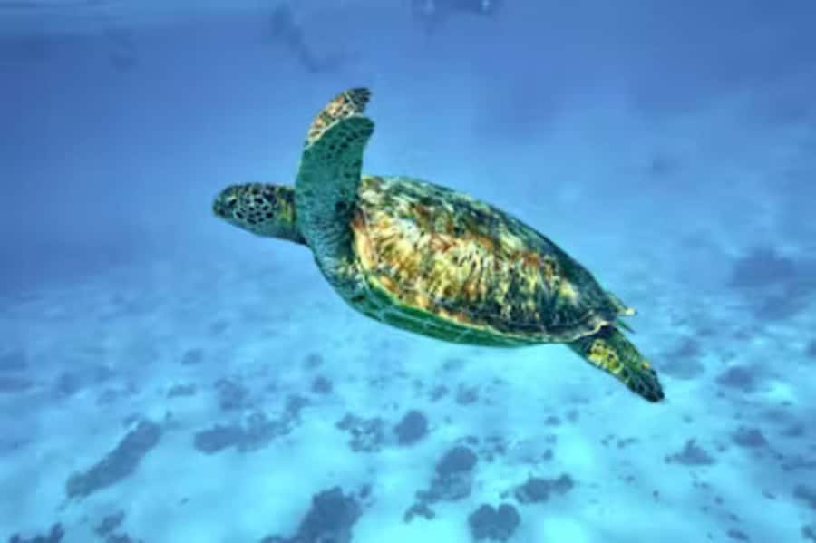 Moorea: Glass Bottom Boat Adventure with Lagoon Wonders - Key points to know before booking