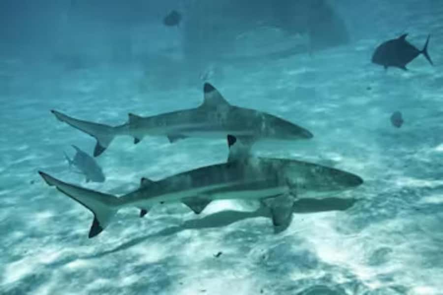 Moorea: Glass Bottom Boat Adventure with Lagoon Wonders - A realistic look at the day