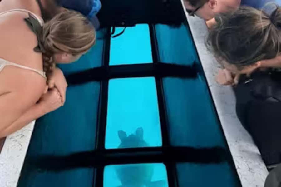 Moorea: Glass Bottom Boat Adventure with Lagoon Wonders - Starting with Moorea’s green turtles