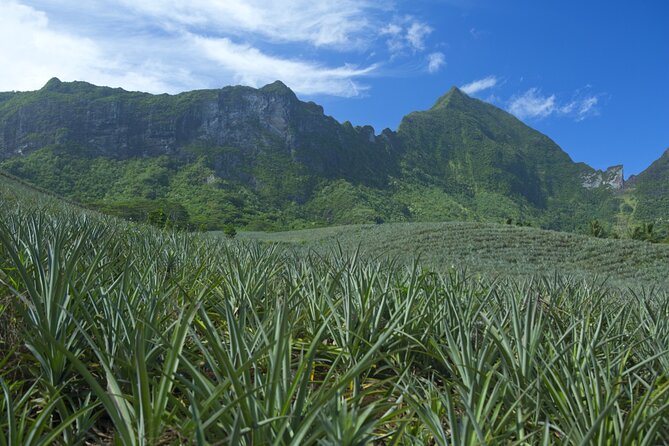 Moorea Highlights Private Tour: Natural and Cultural Attraction - The Practical Shape of a Six-Hour Moorea Day