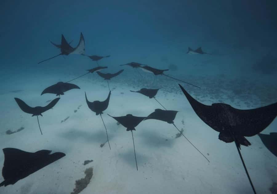 Moorea: Lagoon and Reef Snorkeling Tour with Drinks - Key points to know before boarding