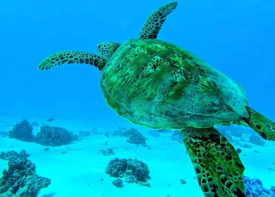 Moorea: Lagoon and Reef Snorkeling Tour with Drinks - From Coco Beach to the open reef