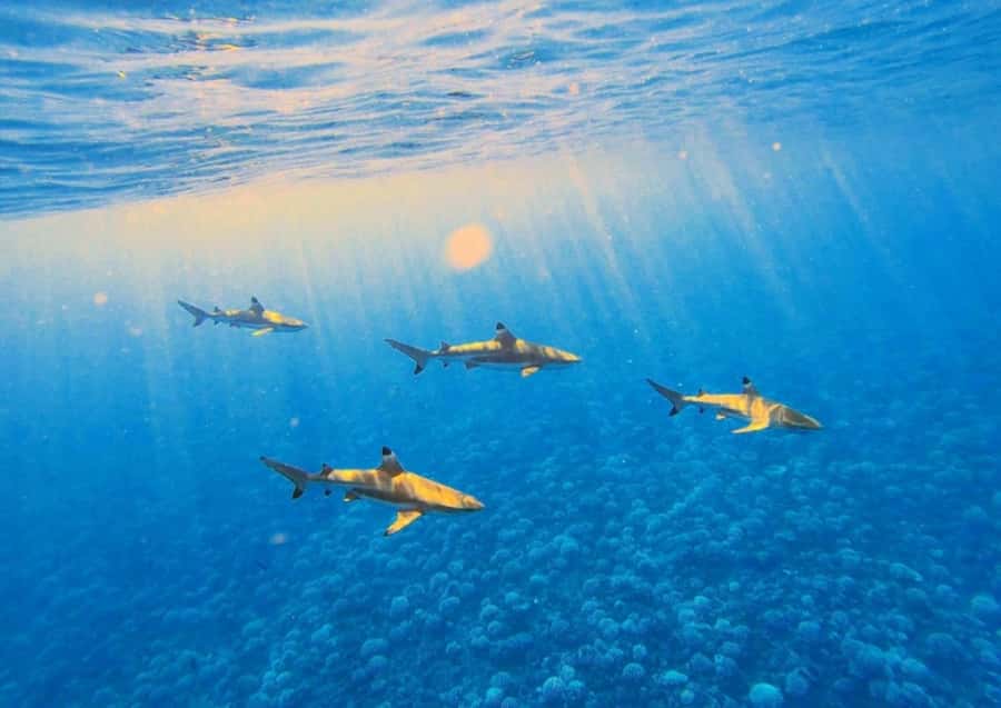 Moorea: Lagoon and Reef Snorkeling Tour with Drinks - Turtles, rays, and shallow lagoon water