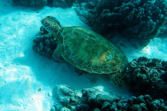 Moorea Lagoon Tour by Transparent Kayak - The transparent kayak portion