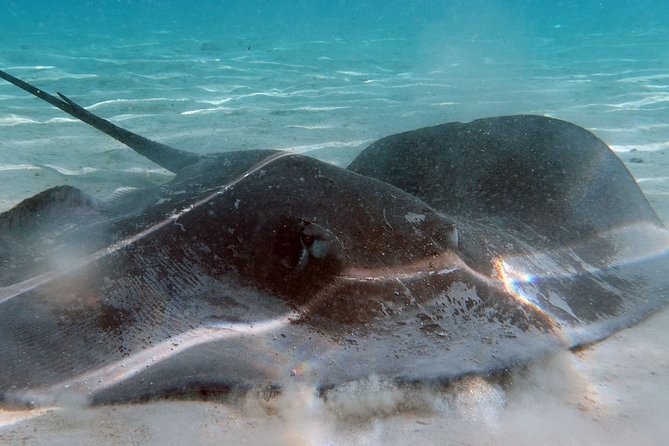 Moorea Lagoon Tour by Transparent Kayak - Is $51.17 a fair price?