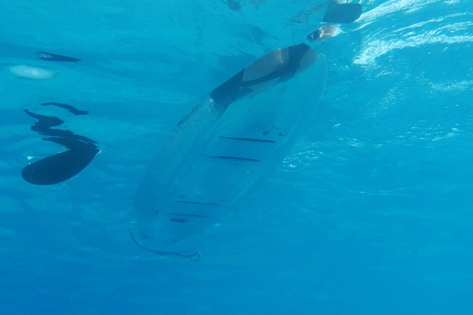 Moorea Lagoon Tour by Transparent Kayak - Starting at the InterContinental Resort and Spa Moorea
