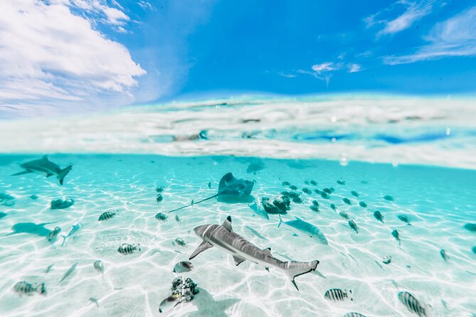 Moorea: Private 4-Hour High-End Boat Excursion - Looking for turtles and passing eagle rays