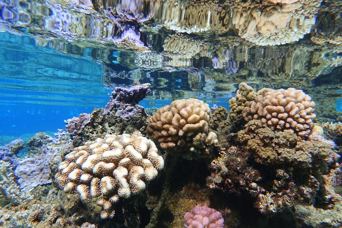 Moorea Private Boat Tour / Sea Scooter Snorkeling Tour - What the underwater scooter session feels like