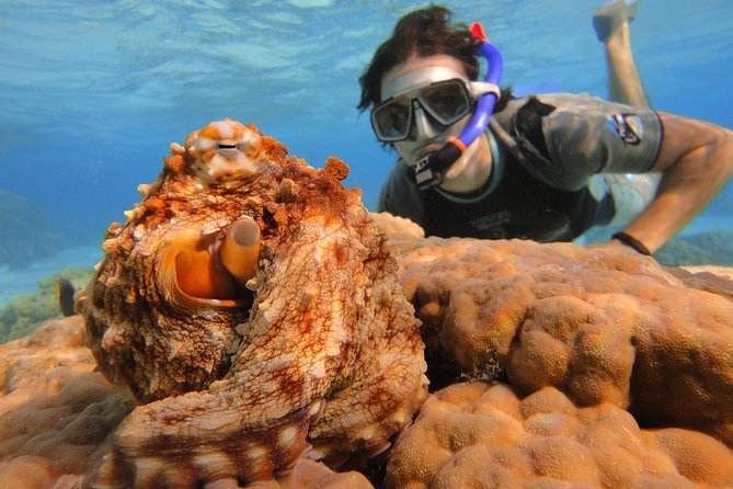 Moorea Private Boat Tour / Sea Scooter Snorkeling Tour - How the cost compares with the experience