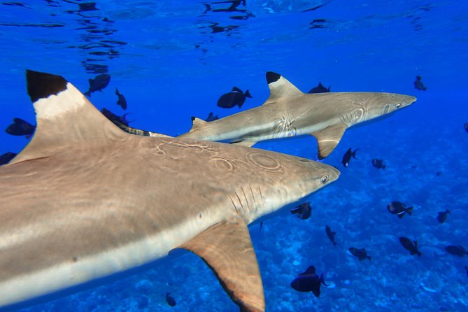 Moorea Private Boat Tour / Sea Scooter Snorkeling Tour - Moorea Water Games is the practical starting point