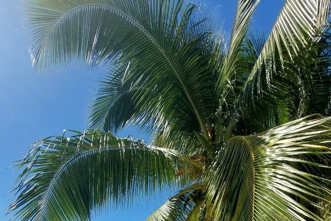 Moorea Private Full Day Tour - Cook’s Bay, where the mountains meet the sea