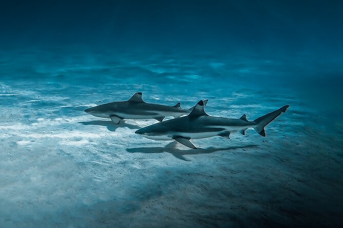 Moorea: Private Snorkeling Tour with Certify Guide - A nature-friendly way to meet Moorea’s wildlife