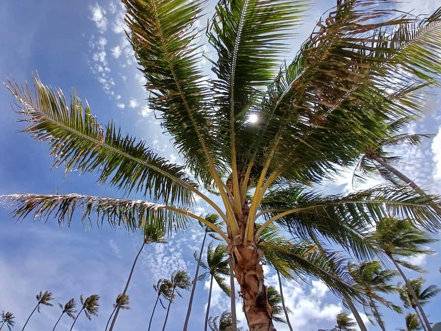 Moorea : Safari Nature and Culture Tour with local guide - The forest route leads into Moorea’s interior