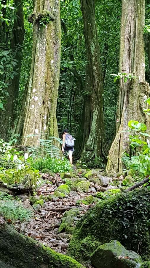 Moorea : Safari Nature and Culture Tour with local guide - Toatea gives you the first wide view