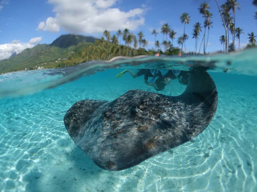Moorea: Sea Scooter Snorkeling Tour - What makes a sea scooter useful in Moorea