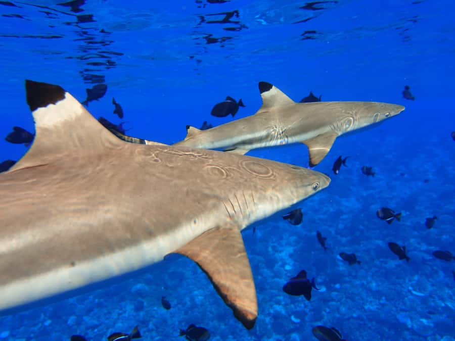 Moorea: Sea Scooter Snorkeling Tour - Coral gardens, current, and the first scooter ride