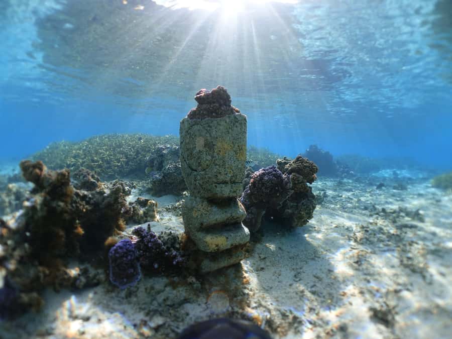 Moorea: Sea Scooter Snorkeling Tour - Three water stops and the animals you may see