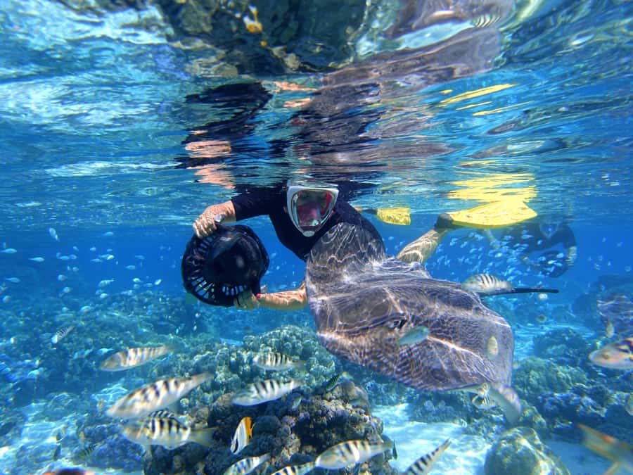 Moorea: Sea Scooter Snorkeling Tour - Why the guide matters more than the motor