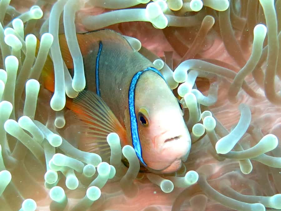 Moorea: Sea Scooter Snorkeling Tour - Photos, refreshments, and what is not included