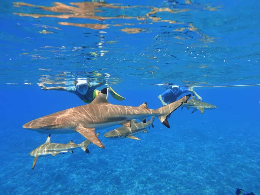 Moorea: Sea Scooter Snorkeling Tour - Who should book this Moorea outing?