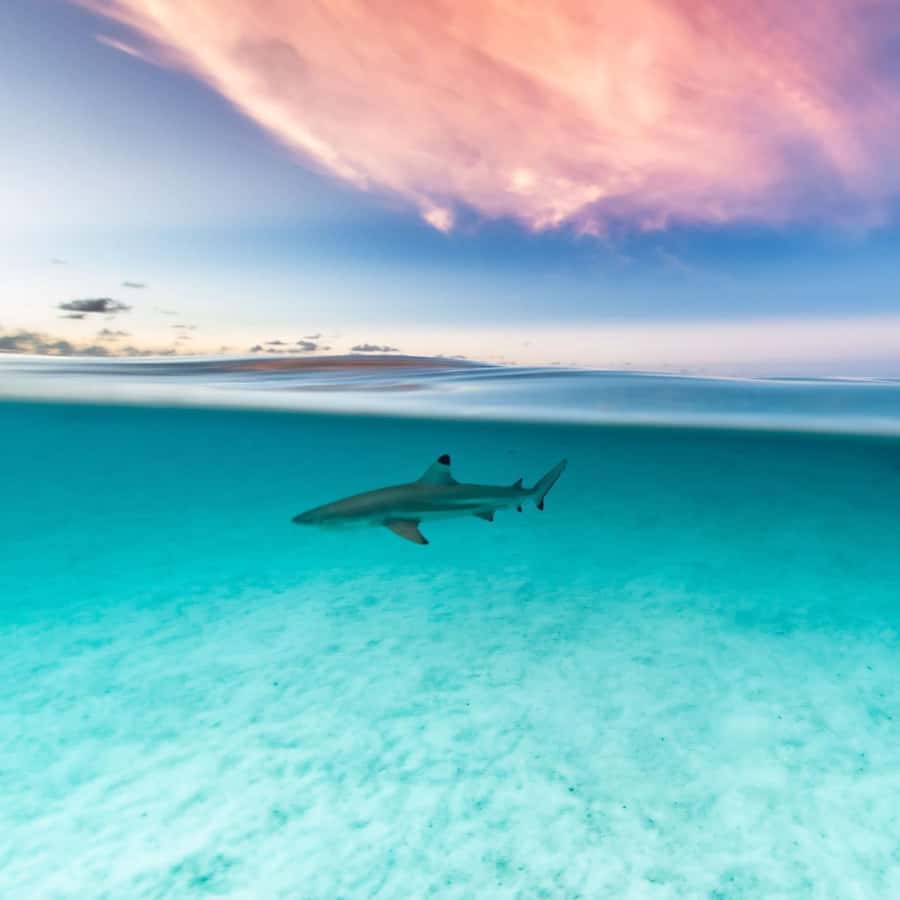 Moorea: Small Group Snorkeling Tour with local guide - Key points to know before booking