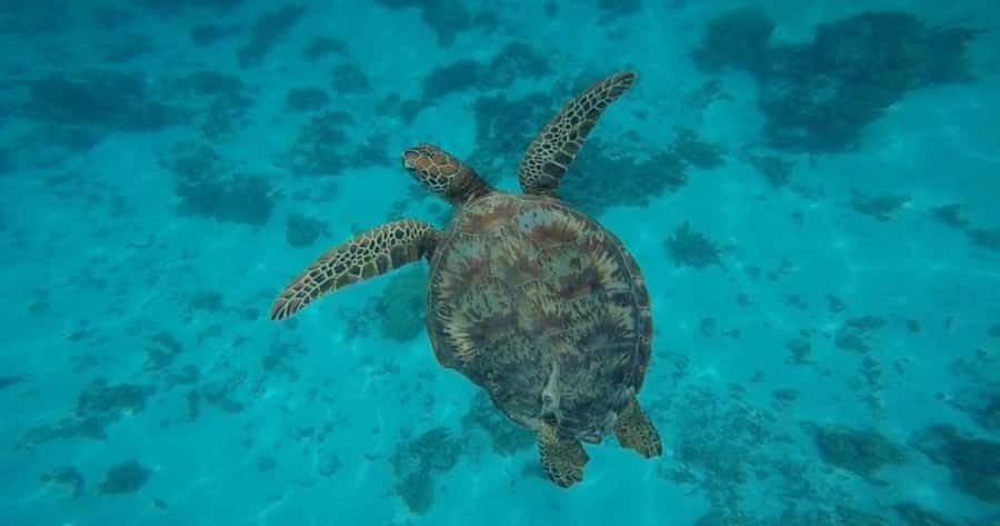 Moorea: Small Group Snorkeling Tour with local guide - Why this Moorea boat trip feels different