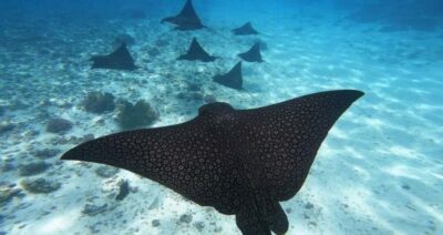Small Group Snorkeling Tour with local guide