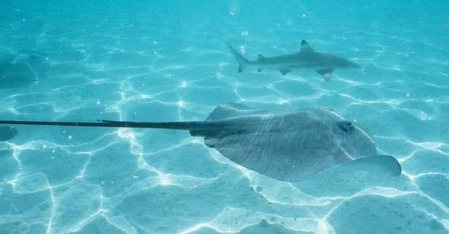 Moorea: Small Group Snorkeling Tour with local guide - Turtles and eagle rays in clear lagoon water
