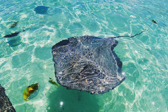 Moorea Solo or Twin 2 hours Jet Ski Tour - What the jet ski ride feels like