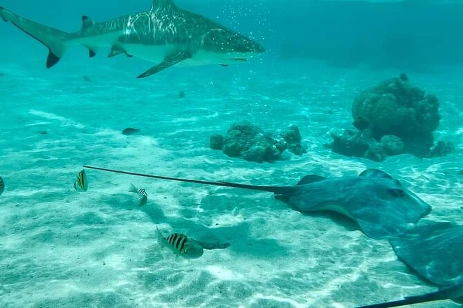 Moorea Solo or Twin 2 hours Jet Ski Tour - The 20-minute stingray and shark stop