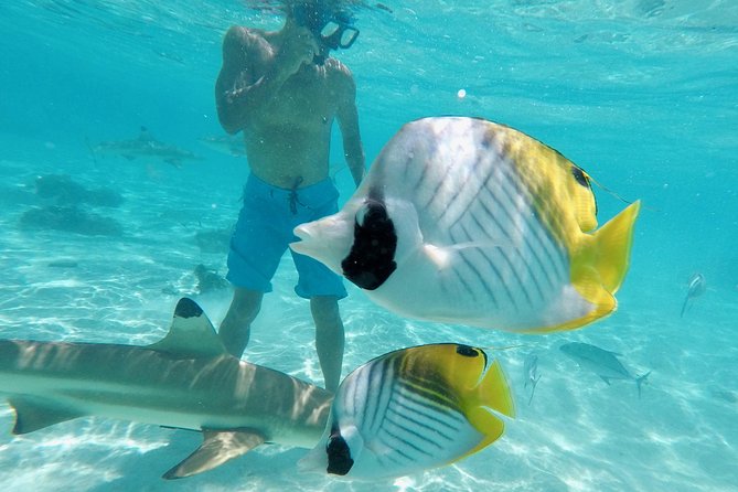 Moorea Solo or Twin 3 hours Jet Ski Tour - Why the small group and guide names matter