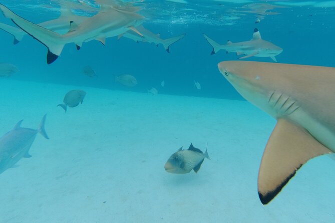 Moorea Solo or Twin Island Tour Jet Ski 4 hours - Opunohu Bay adds stories and photo stops
