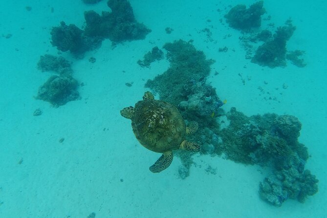 Moorea Solo or Twin Island Tour Jet Ski 4 hours - Snorkeling with rays, sharks, and reef fish